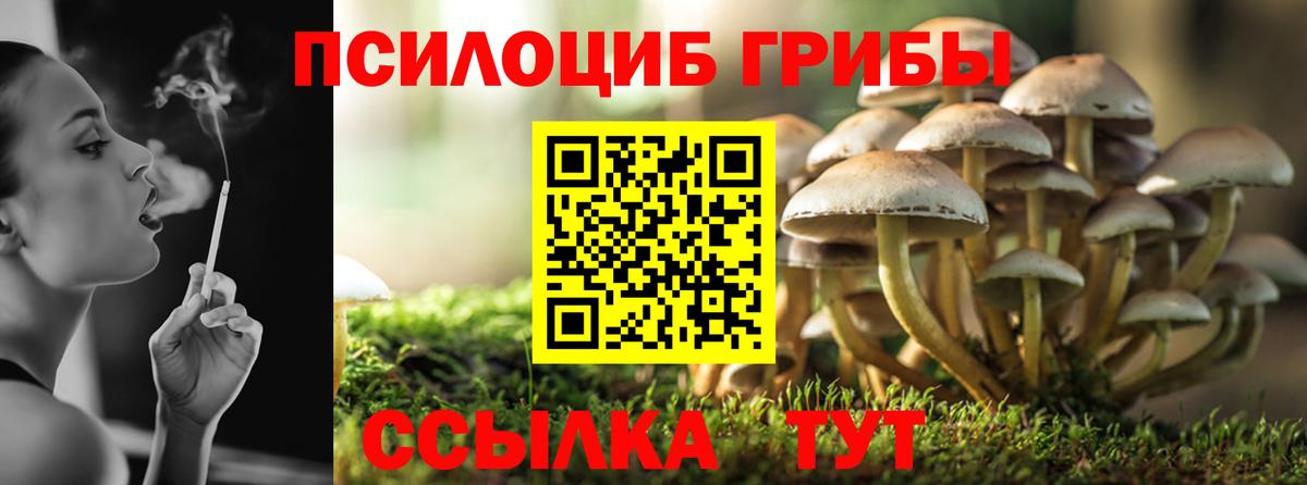 Псилоцибиновые грибы Psilocybe Горно-Алтайск